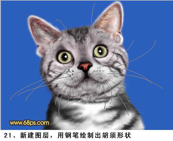 PS将鼠绘出神态逼真可爱的小灰猫